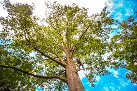 Best Tree Cabling and Bracing  in Helena Valley Southeast, MT