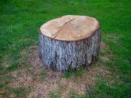 Professional Tree Care in Helena Valley Southeast, MT