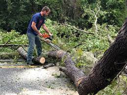 Best Tree Removal  in Helena Valley Southeast, MT