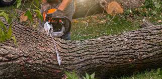 Best Firewood Processing and Delivery  in Helena Valley Southeast, MT