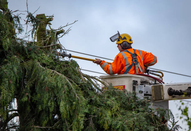 How Our Tree Care Process Works  in  Helena Valley Southeast, MT