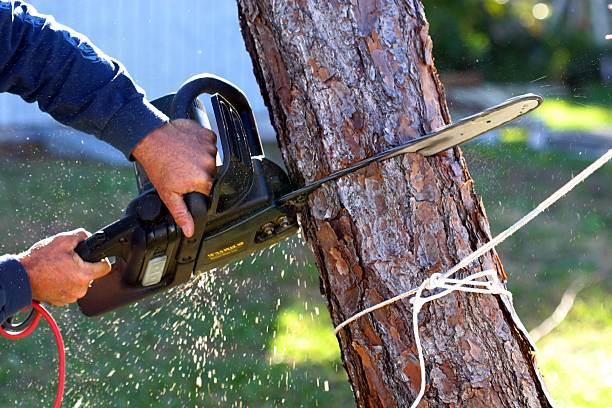 Best Tree Risk Assessment  in Helena Valley Southeast, MT