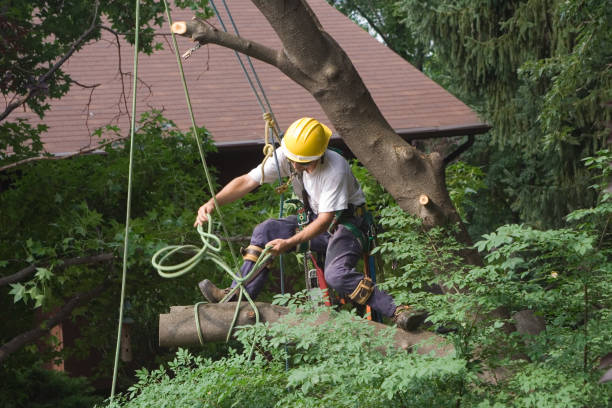 Best Arborist Consultation Services  in Helena Valley Southeast, MT