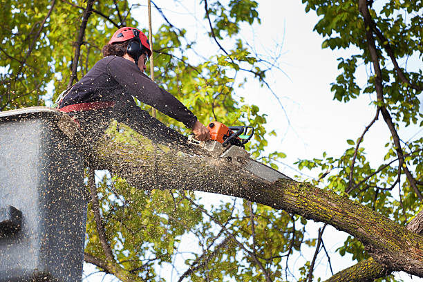 Lawn Pest Prevention in Helena Valley Southeast, MT