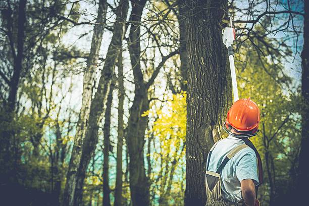 Best Stump Grinding and Removal  in Helena Valley Southeast, MT