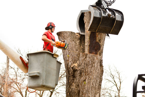 Best Aeration Services  in Helena Valley Southeast, MT